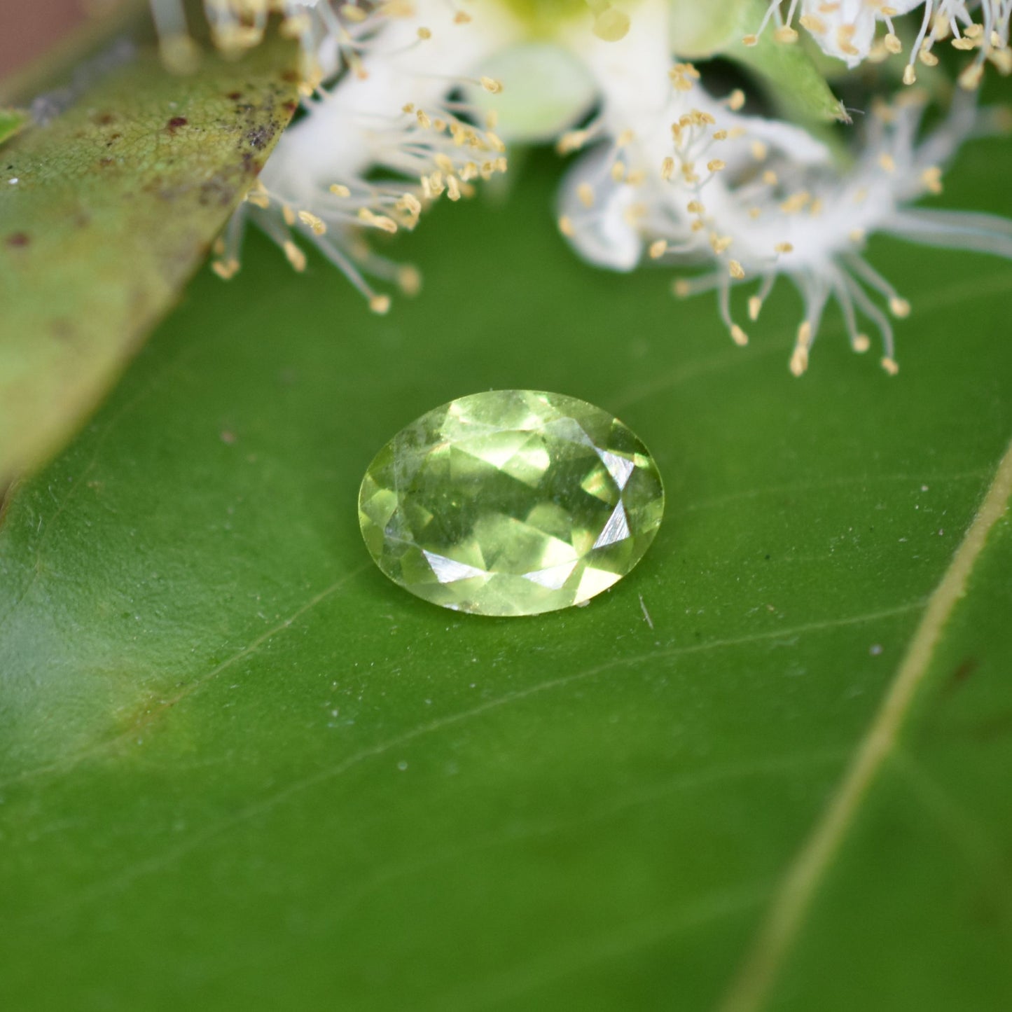 Peridot Gemstone – 100% Natural Untreated - Calibrated Sizes